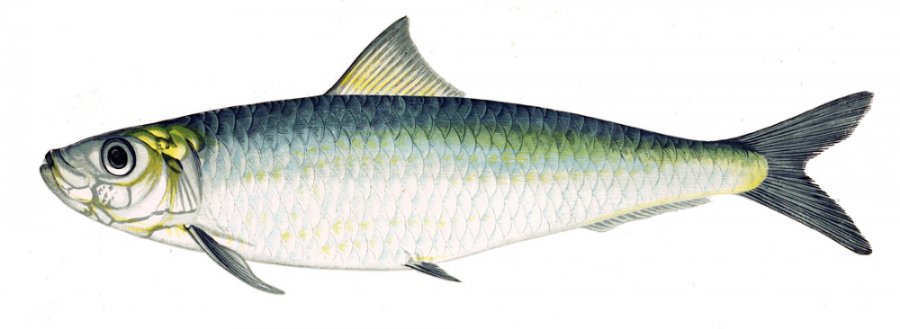 сардина.jpg