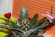 IMG_4148.JPG