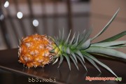 IMG_7374.JPG