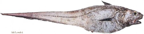 Makrurus.jpg
